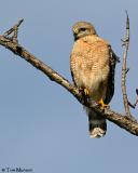 Red-shoulderd Hawk