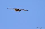American Kestrel