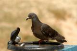 DSC_2800a.jpg