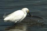 DSC_3923a.jpg