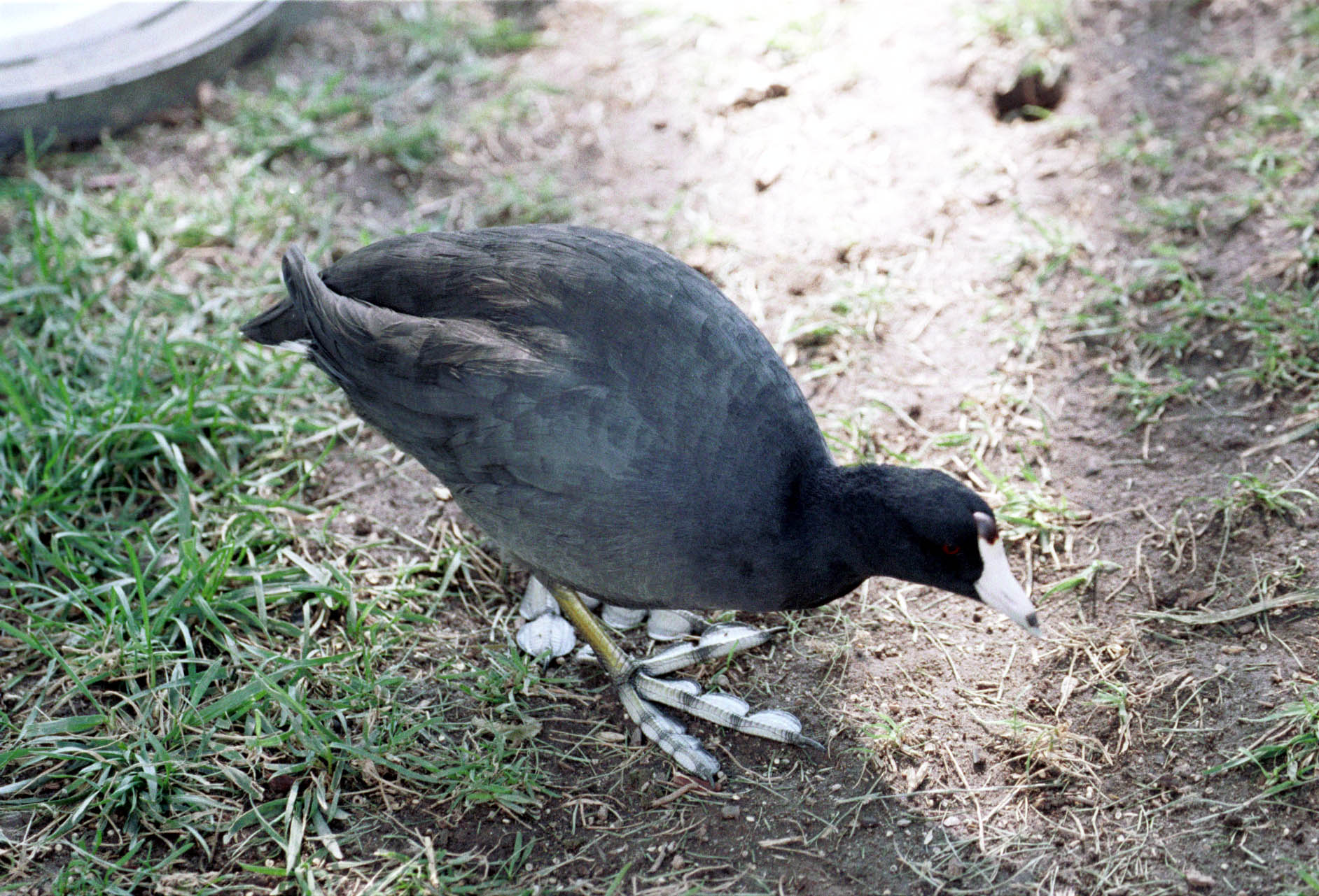 American Coot (Fulica americana)