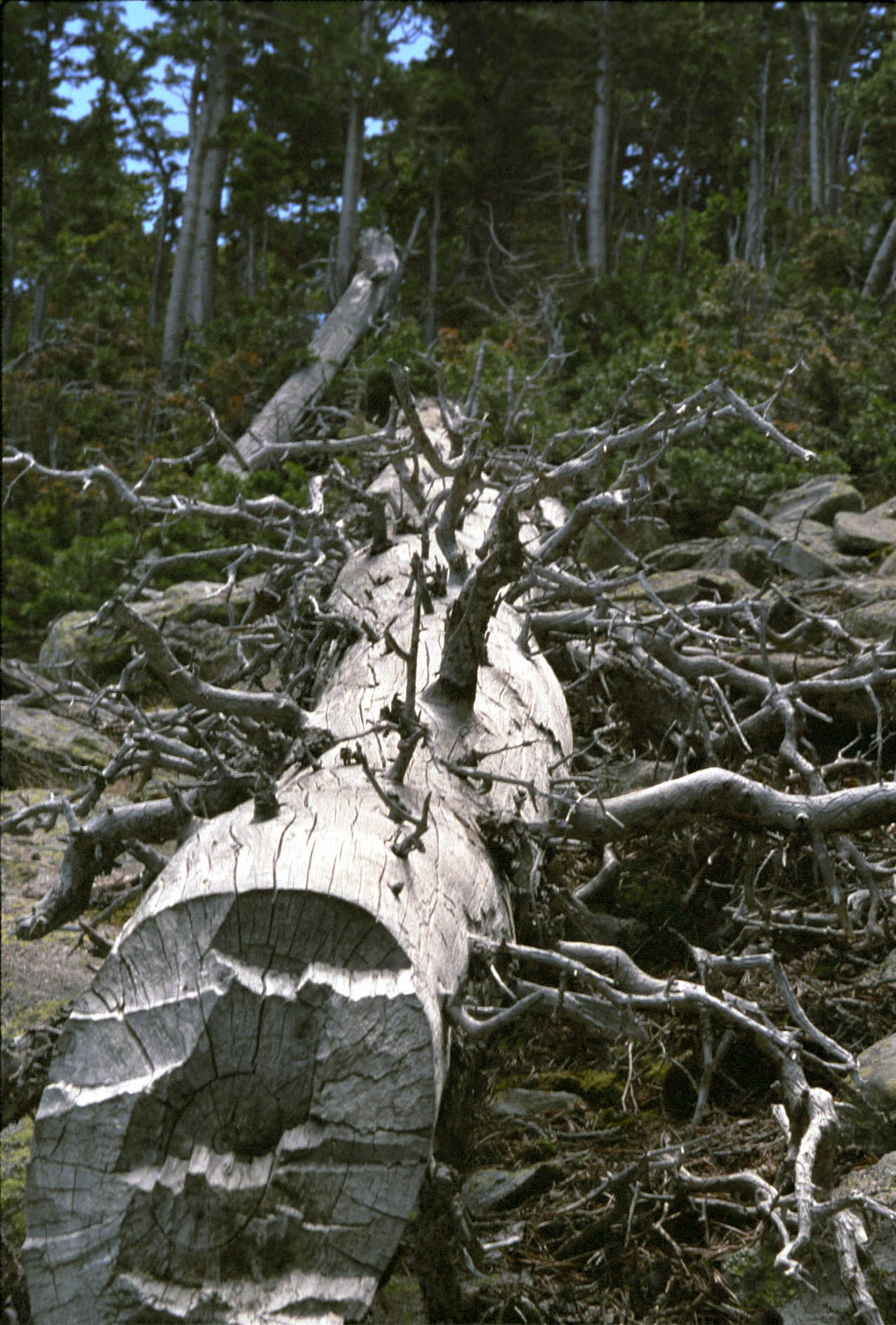 DeadTree