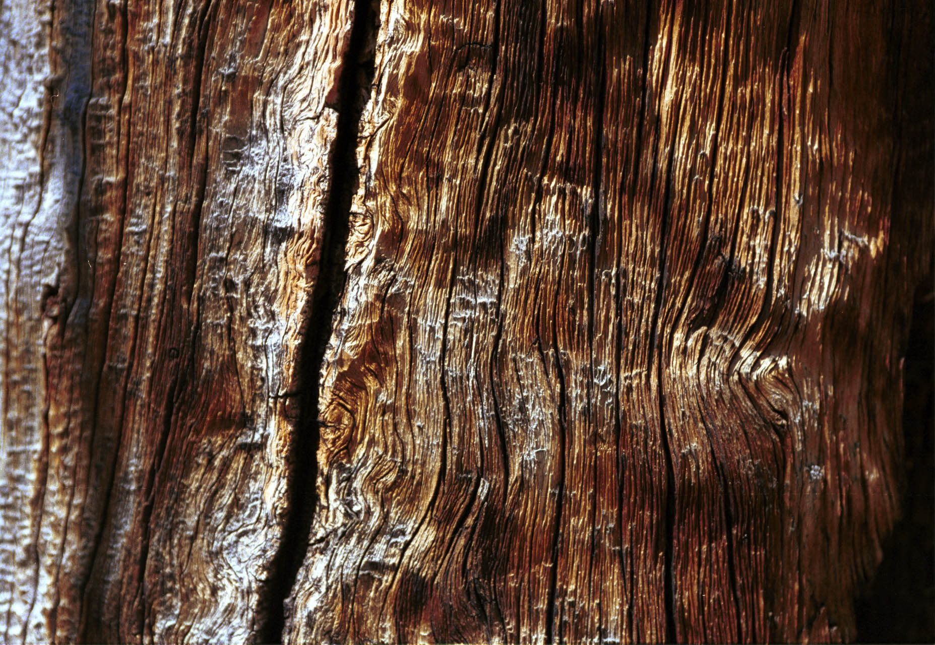 TreeCloseUp