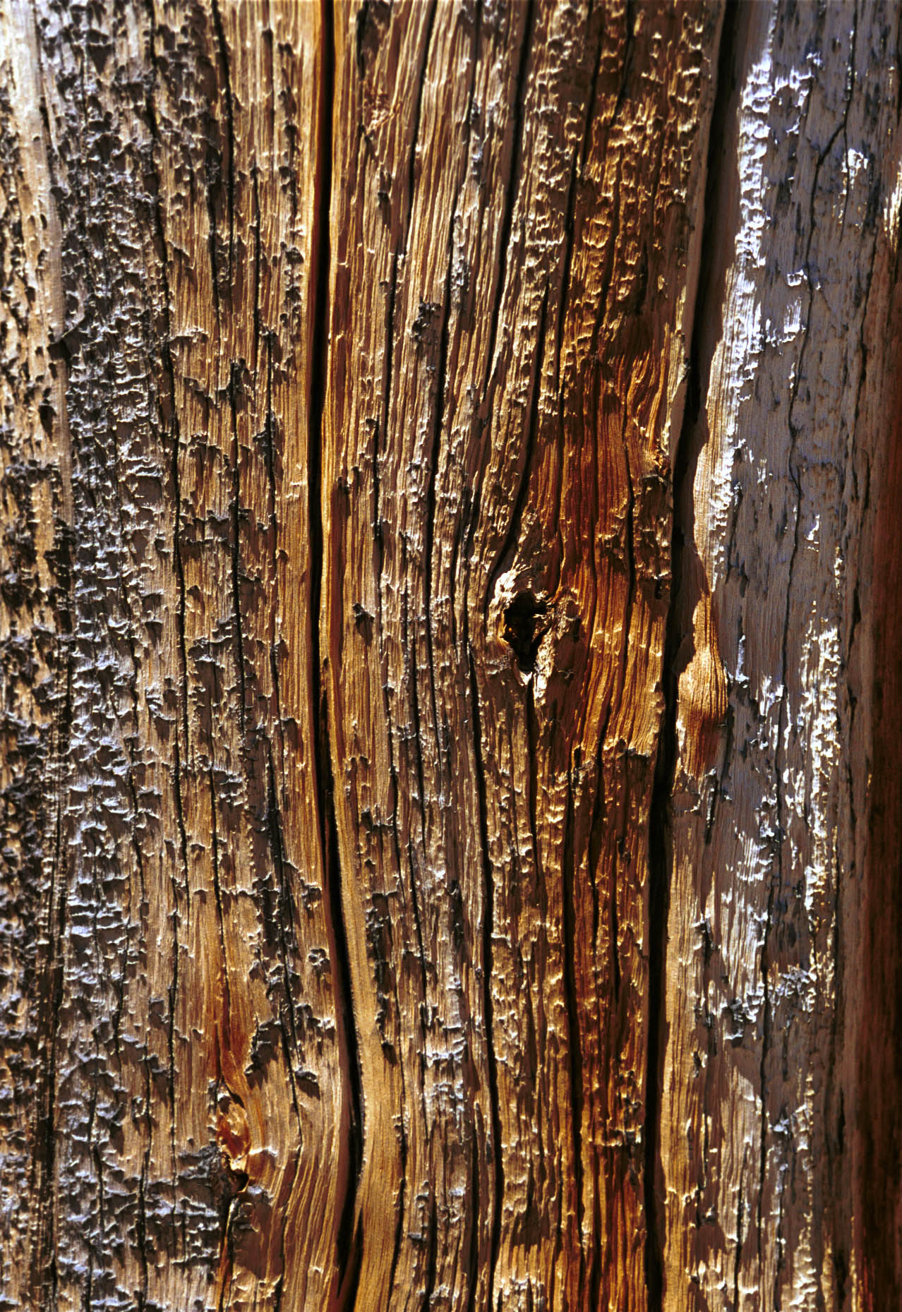 CloseupTree