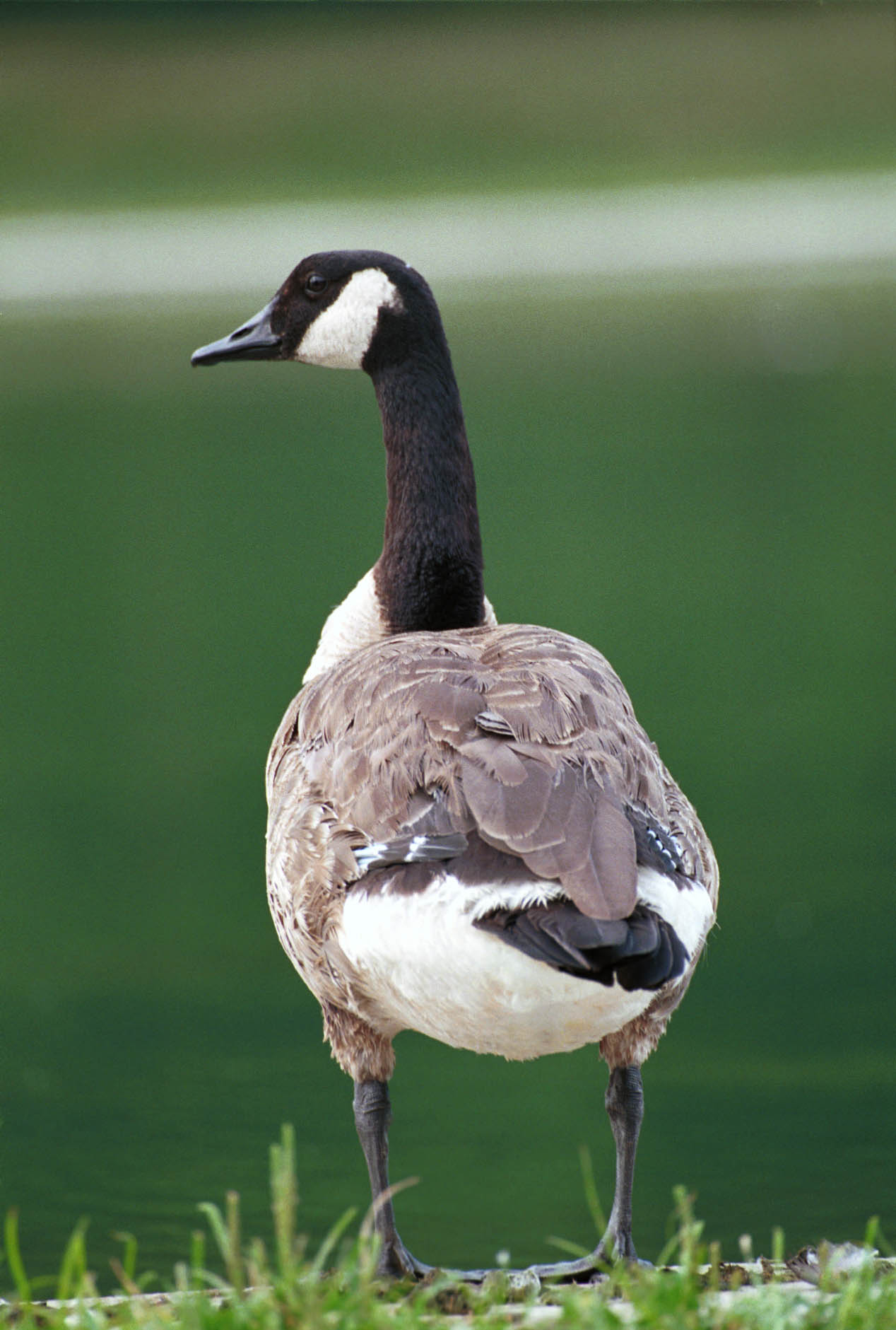 Canada Goose (Branta canadensis)