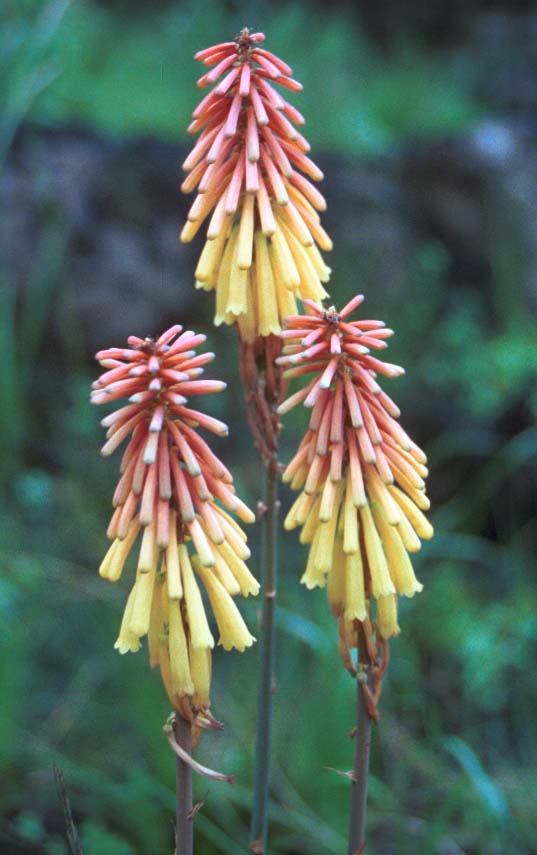 KiliFlower