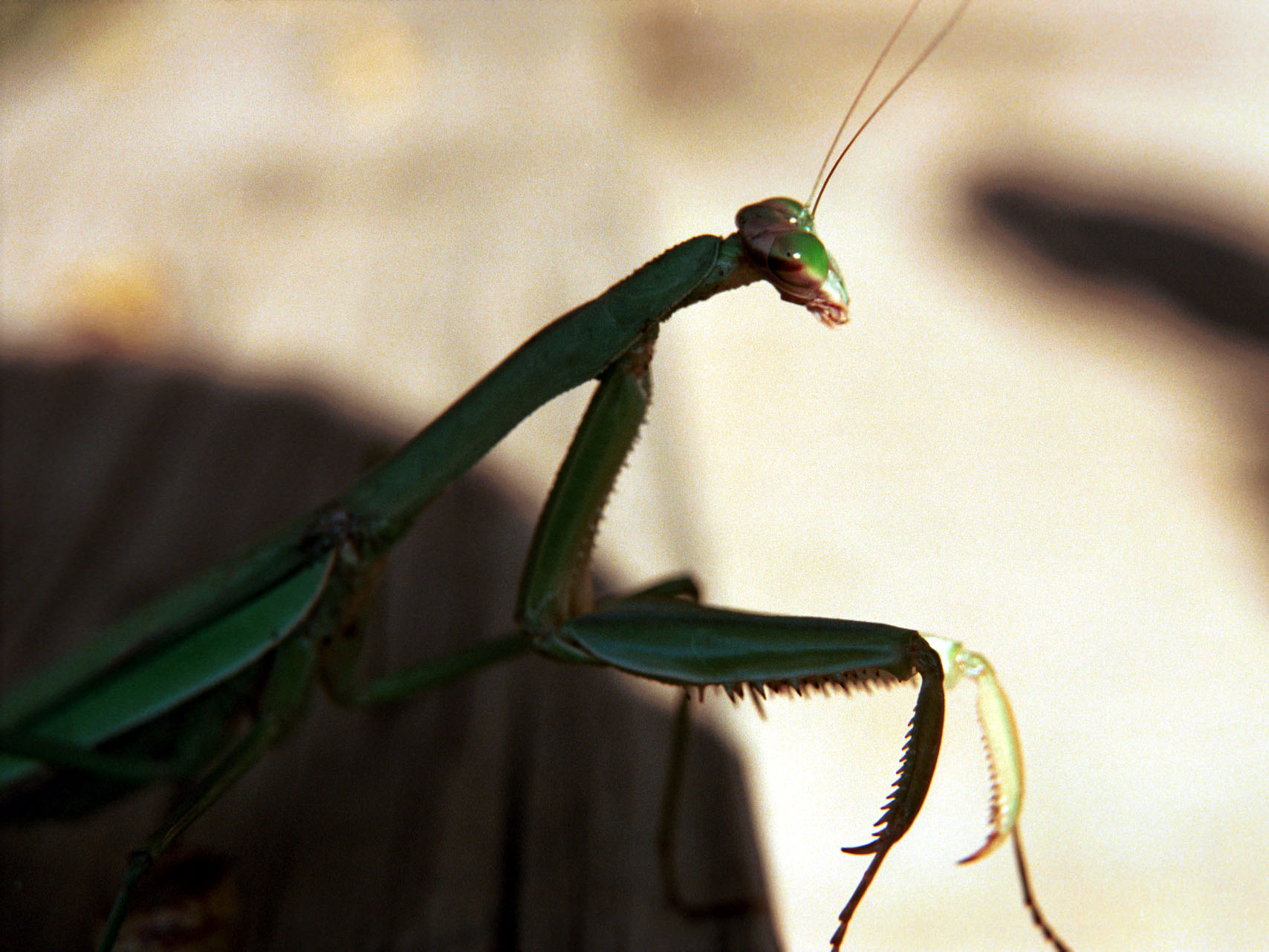 Praying Mantis