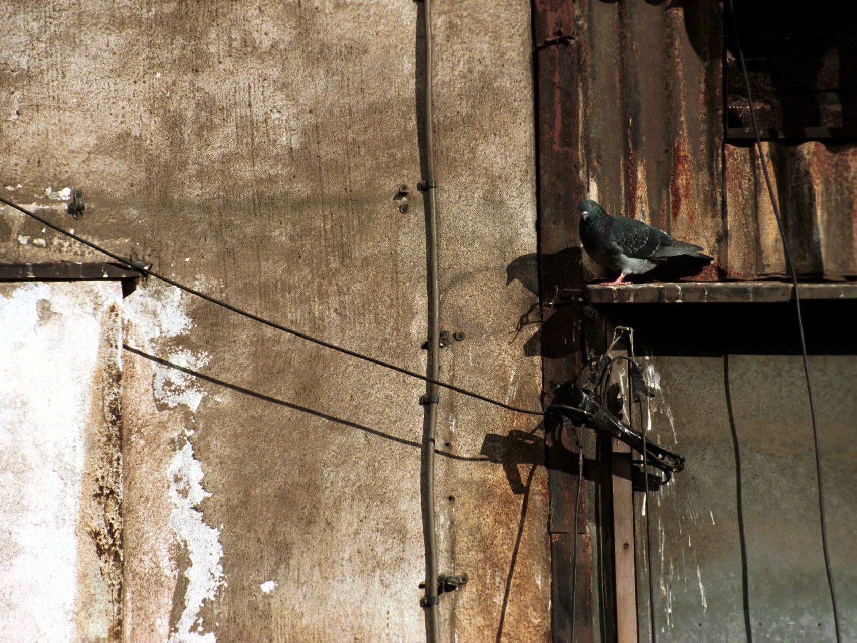 Feral Pigeon (Columba livia)
