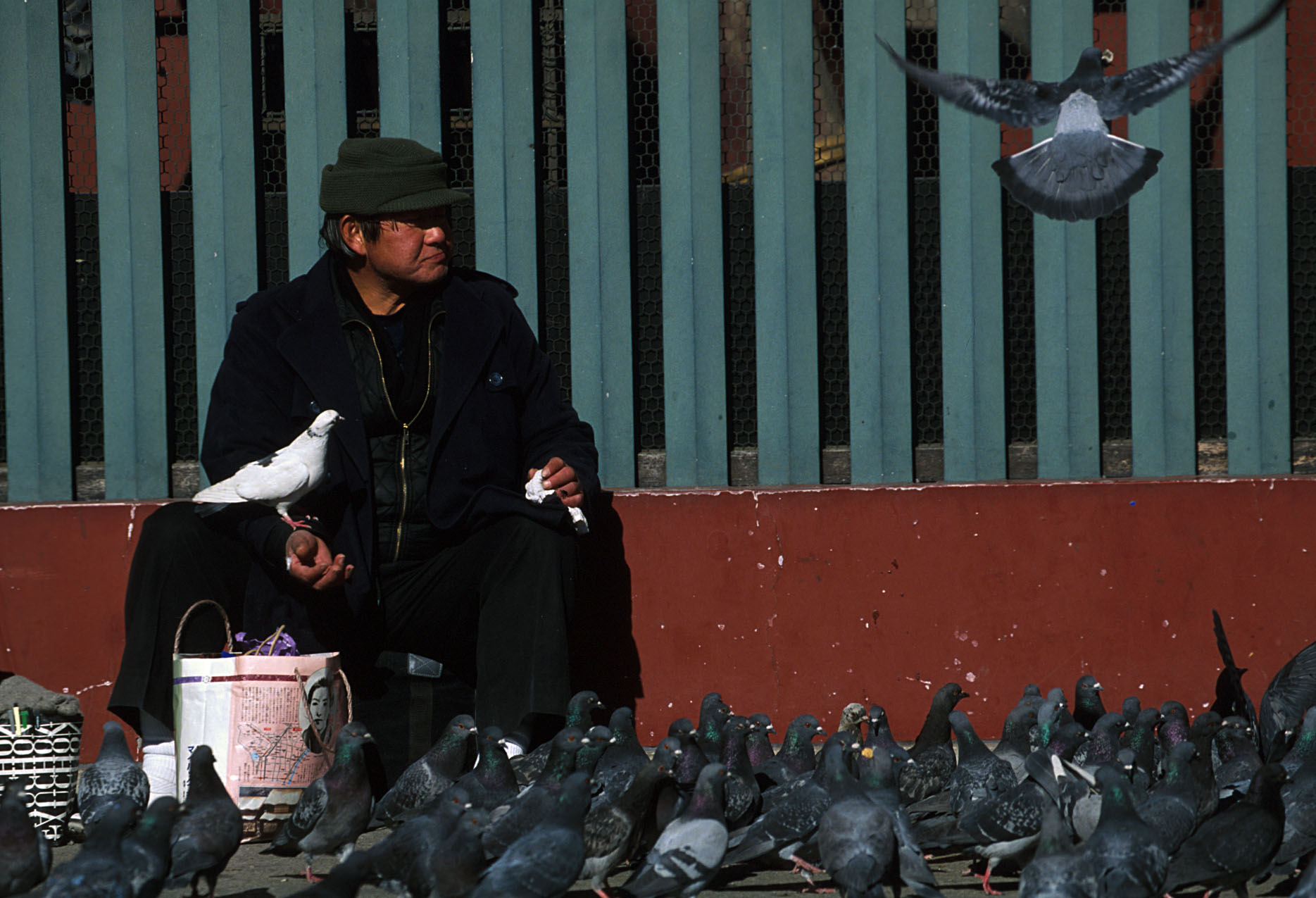 pigeon man