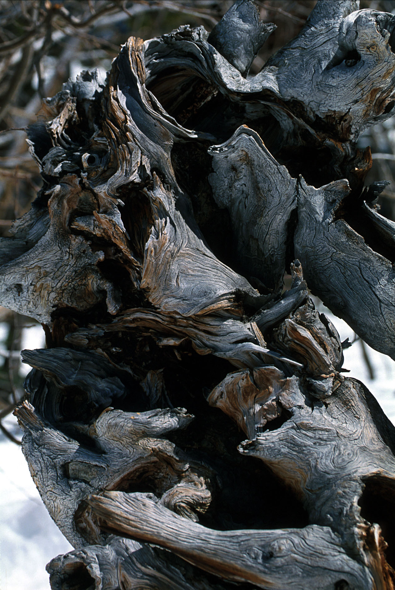 gnarled wood
