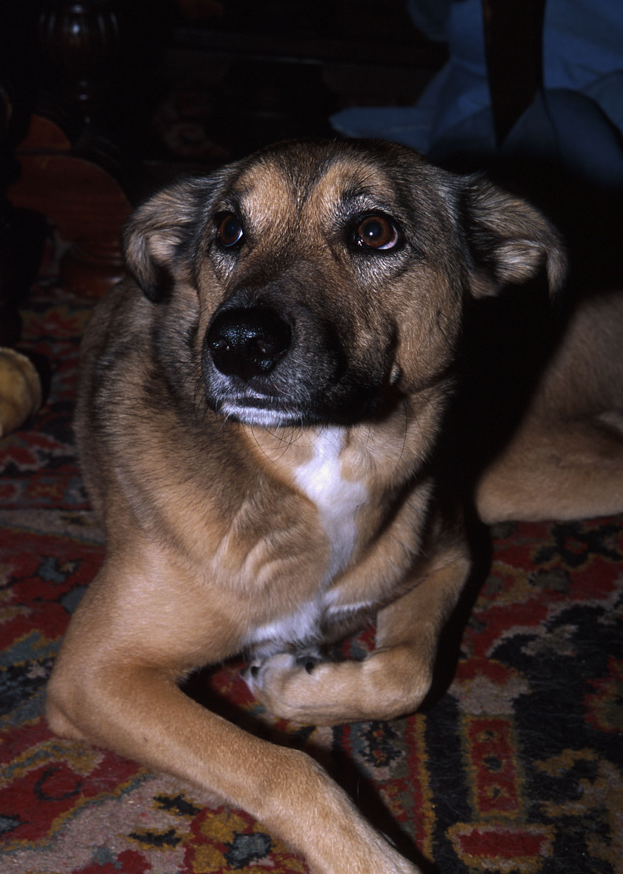 lanie (sp?) the dog