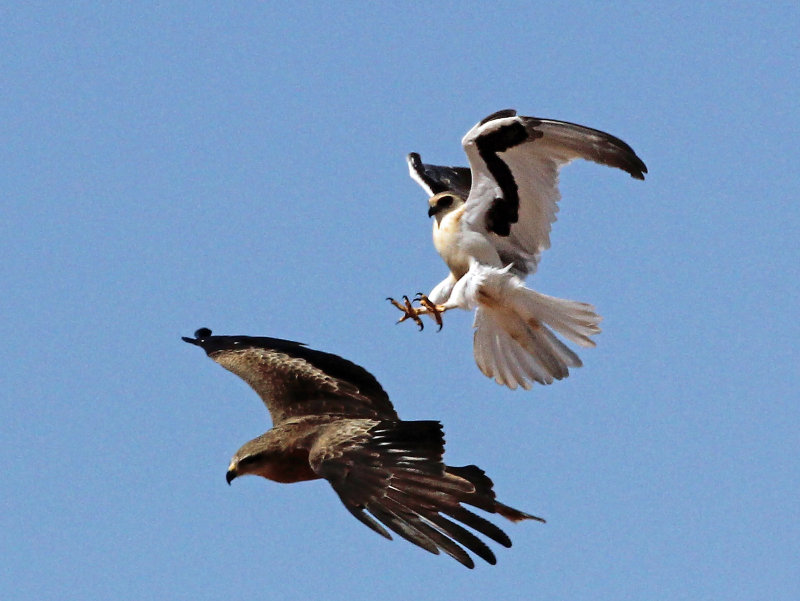 Letter-winged Kite & Black Kite