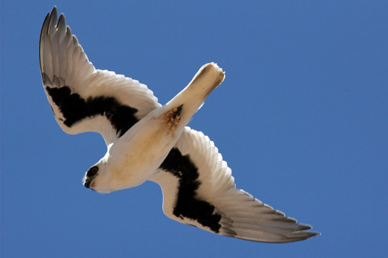 Letter-winged Kite