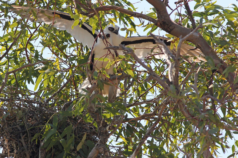 Letter-winged Kite