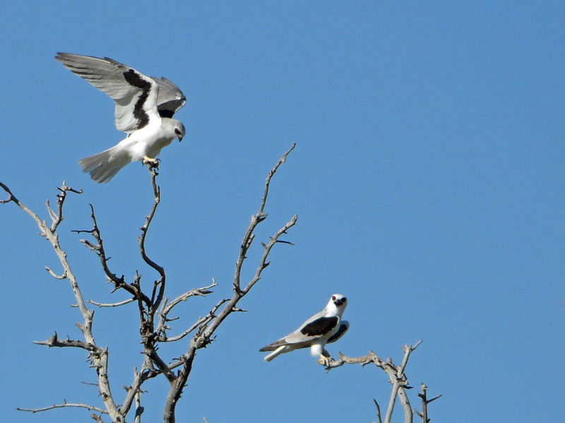 Letter-winged Kite