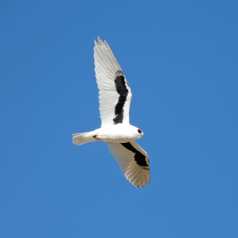 Letter-winged Kite