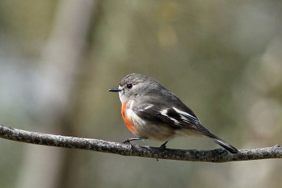 Scarlet Robin (female)