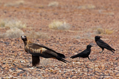 Wedge-tailed Eagle & Little Crow