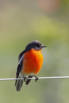 Flame Robin (male)