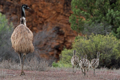Emu