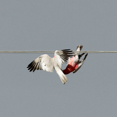 Galah