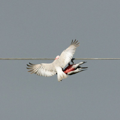 Galah