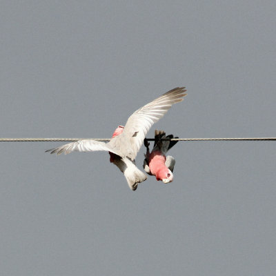 Galah