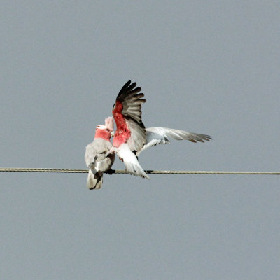 Galah