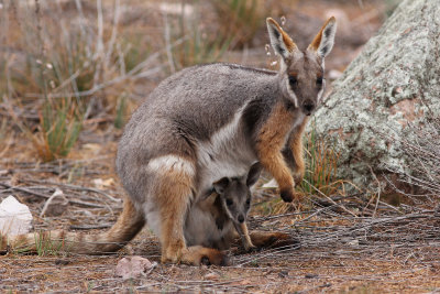 Yellow-footed Rock-wallaby