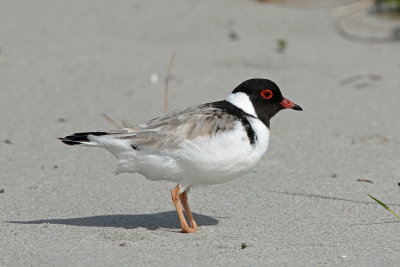 Hooded Plover