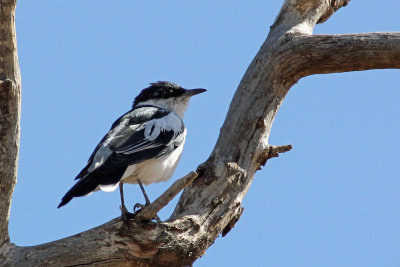 White-winged Triller