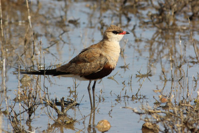 Australian Pratincole