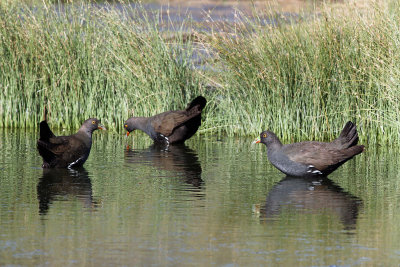 Black-tailed Native-hen