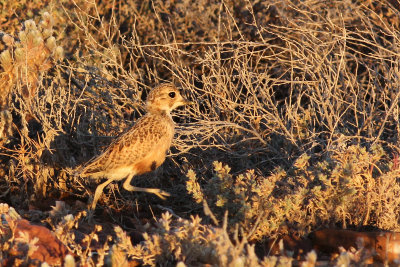 Inland Dotterel (juv.)