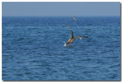 Outer Banks NC - 2009