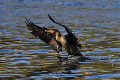 lake_2010_10_23-3.jpg