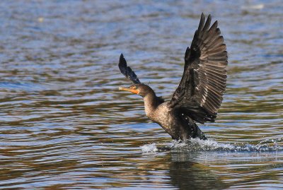 lake_2010_10_23-4.jpg