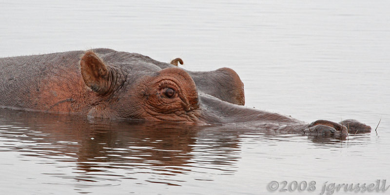 Hippo in Chobe River