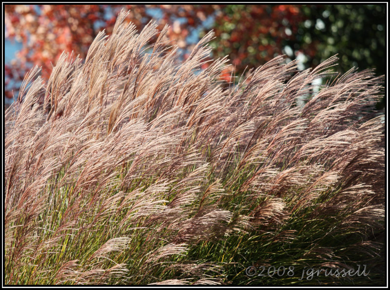 Autumn grass