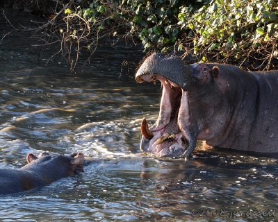Hippo challenging other hippo