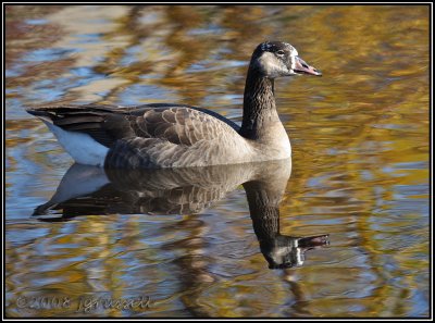 Canada goose reflection 2