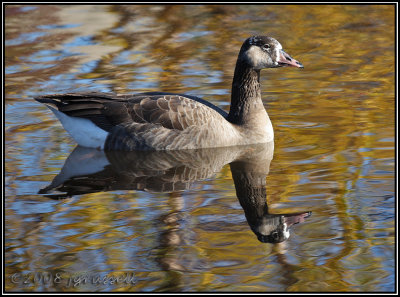 Canada goose reflection 3
