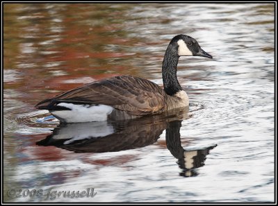 Canada goose reflection 4