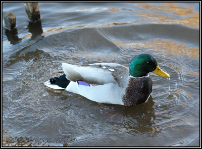 Duck surfacing