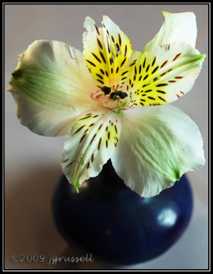 Lightbox flower 4