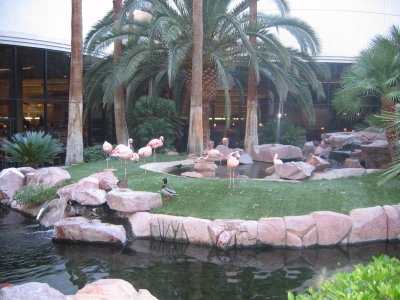 Pink Flamingos at Flamingo Casino