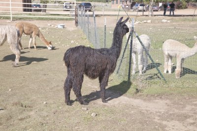 Llama