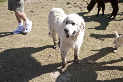 Pyrenees Dog-There are 5 that patrol the fields and keep predators away.