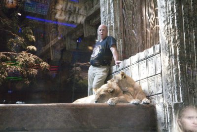 Lions in MGM Grand.  They are Changed Every Few Hours and New Ones Daily