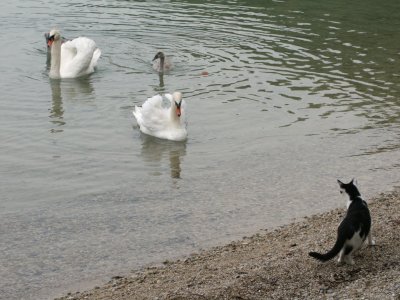 2003 Schwne mit Katze.jpg